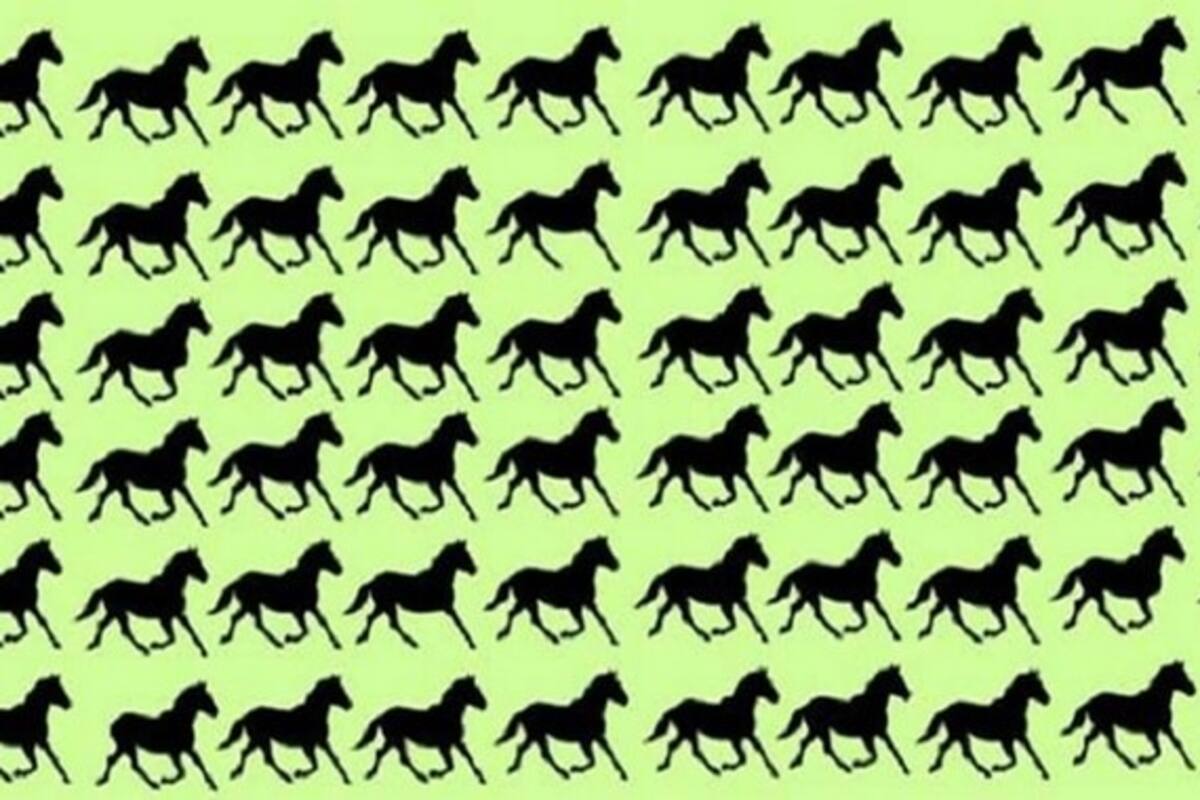 ¿Puedes encontrar a los seis caballos que son diferentes al resto?