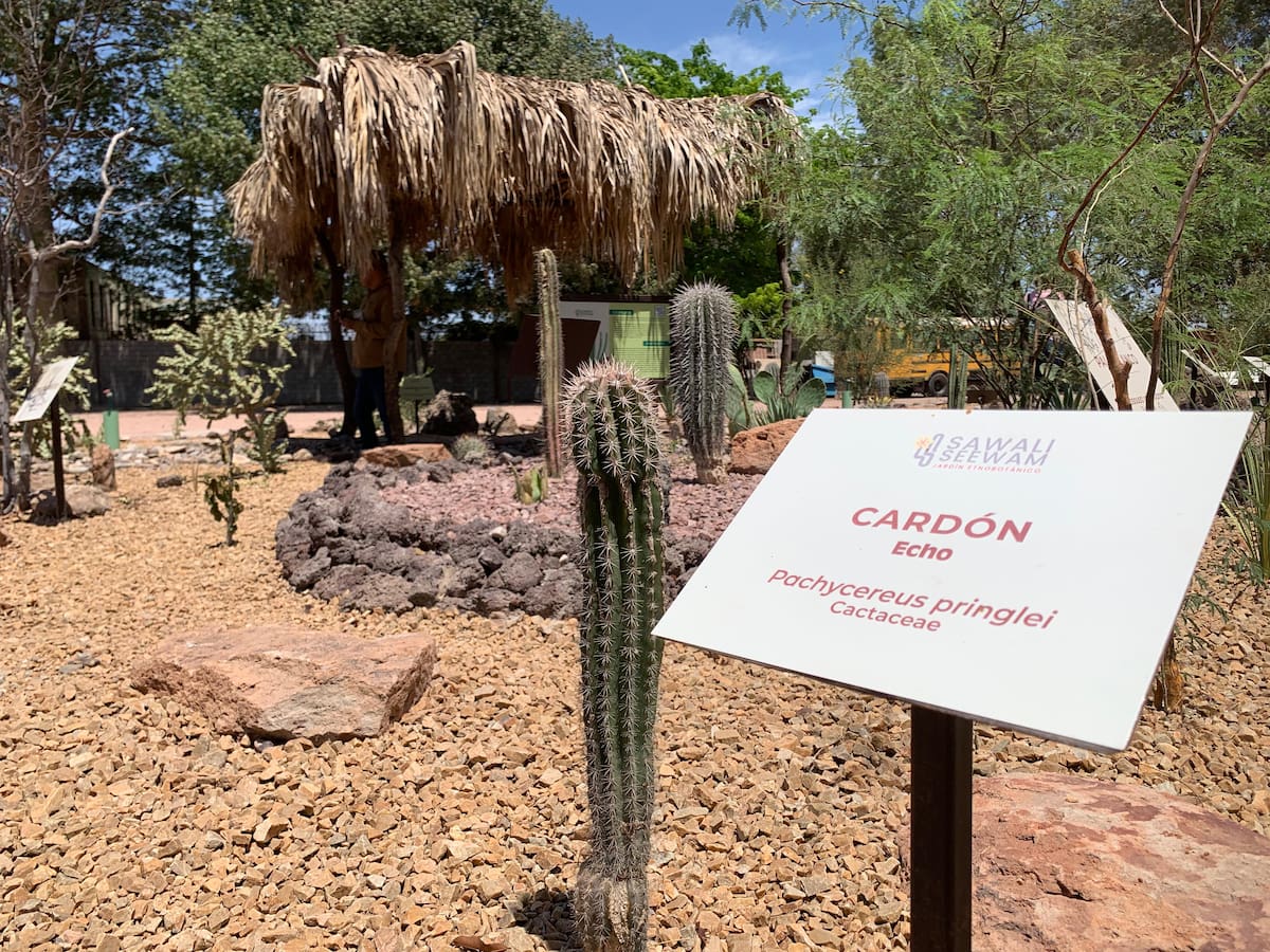 Sawali Seewan, “flores amarillas” en lengua yaqui, es el nombre del jardín etnobotánico ubicado en el Centro Cultural Yo’o Joara.