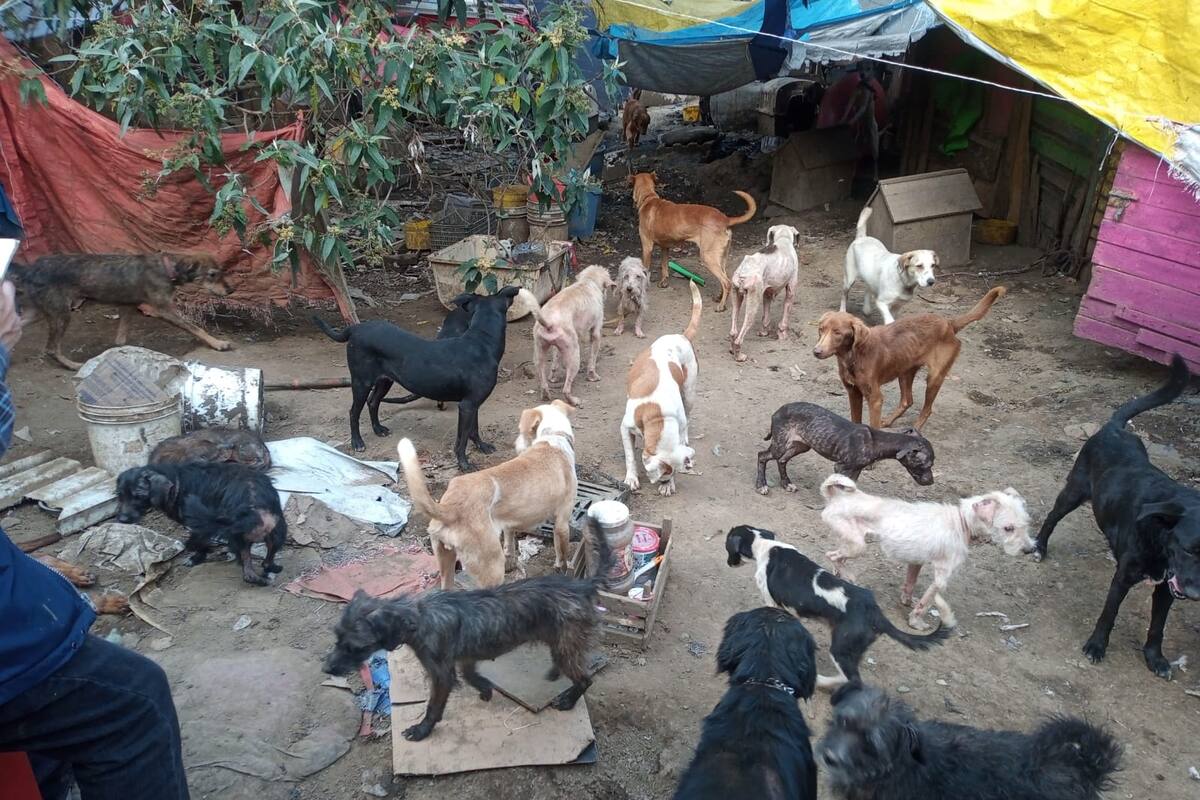 Rescatan a más de 100 perros maltratados en un predio de Topilejo, Tlalpan