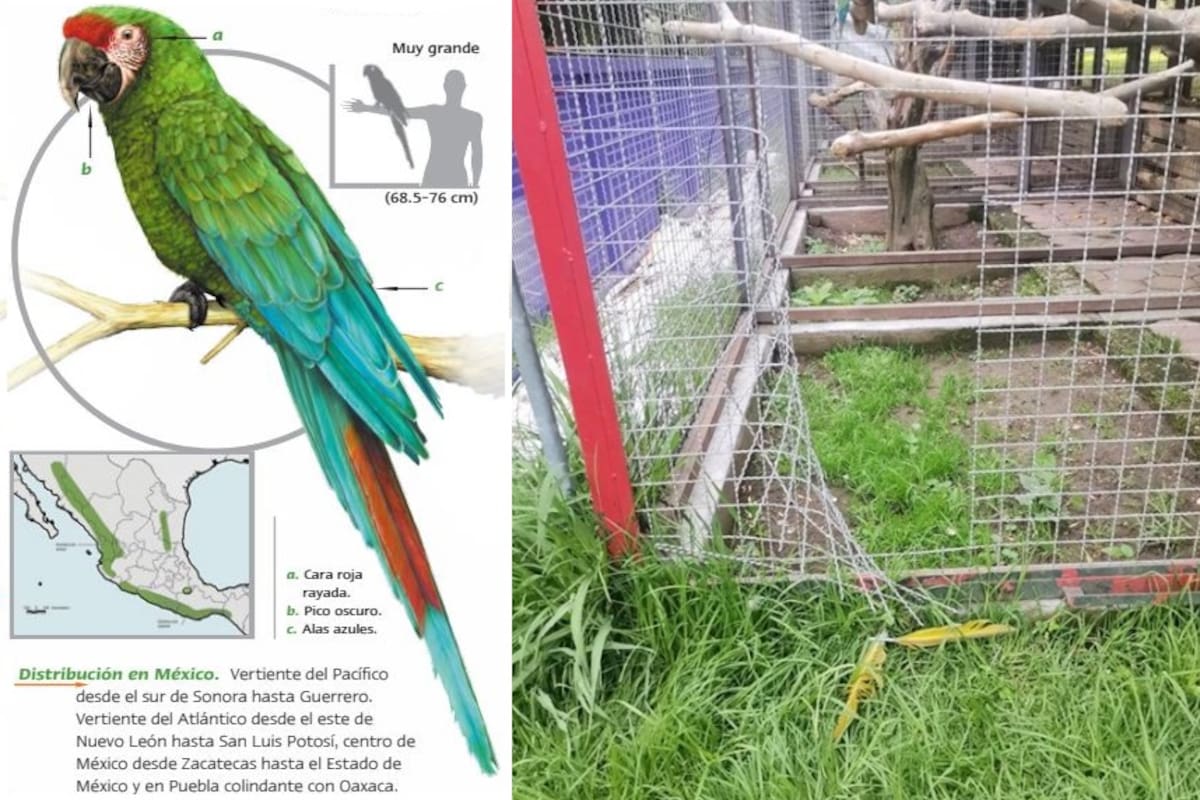 En el Zoológico del Altiplano, Tlaxcala, roban guacamaya en peligro de extinción