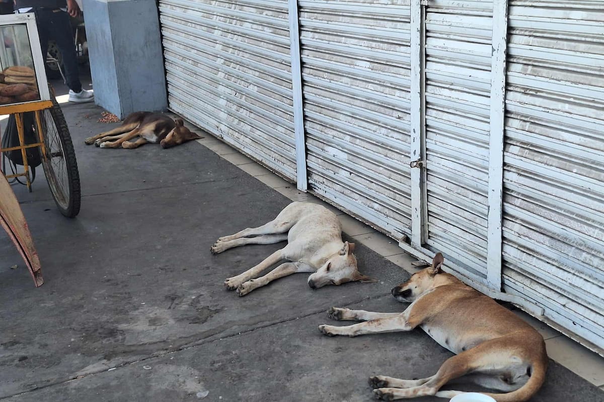 Esperan frente a tienda cerrada: perros callejeros buscan el refugio que perdieron