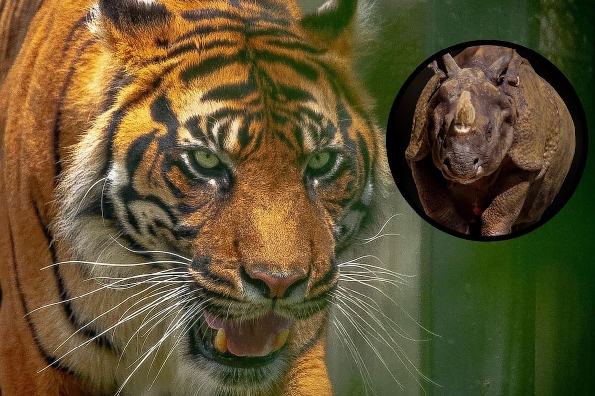 Estos son los 5 animales en peligro de extinción en 2025, según la IA