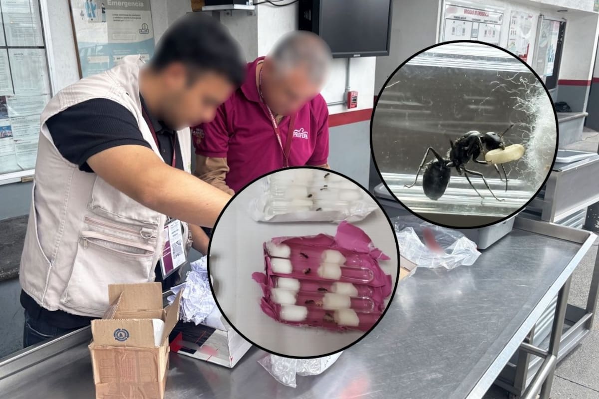 Profepa detiene el envío de tarántulas y hormigas reinas en San Luis Potosí tras denuncia ciudadana