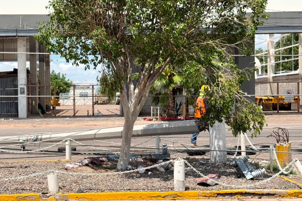 Vientos de hasta 85 km/h derriban 79 postes y 58 árboles en Cajeme