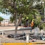 Vientos de hasta 85 km/h derriban 79 postes y 58 árboles en Cajeme
