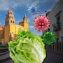 Secretaría de Salud descarta hasta ahora presencia de Cyclospora en lechugas de Guanajuato y mantiene investigaciones en 16 hoteles de Quintana Roo por reportes internacionales