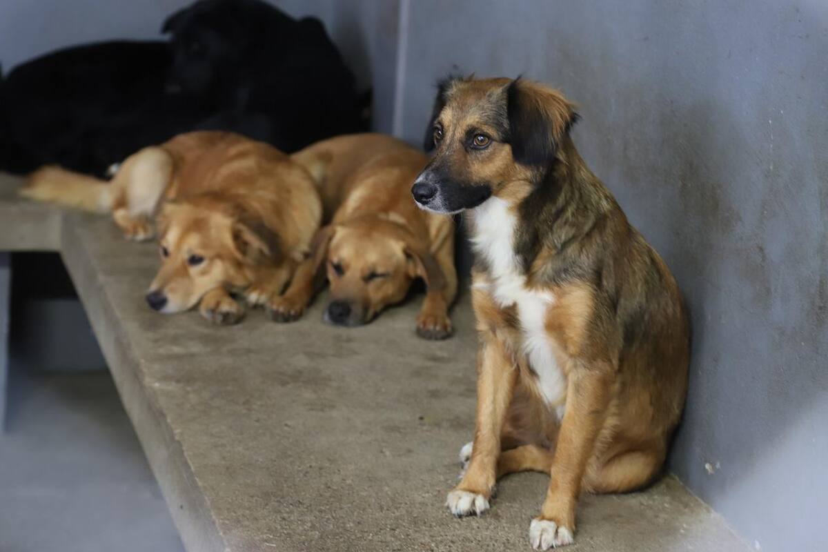¿Qué es la Otitis externa? una de las infecciones más frecuentes en perros