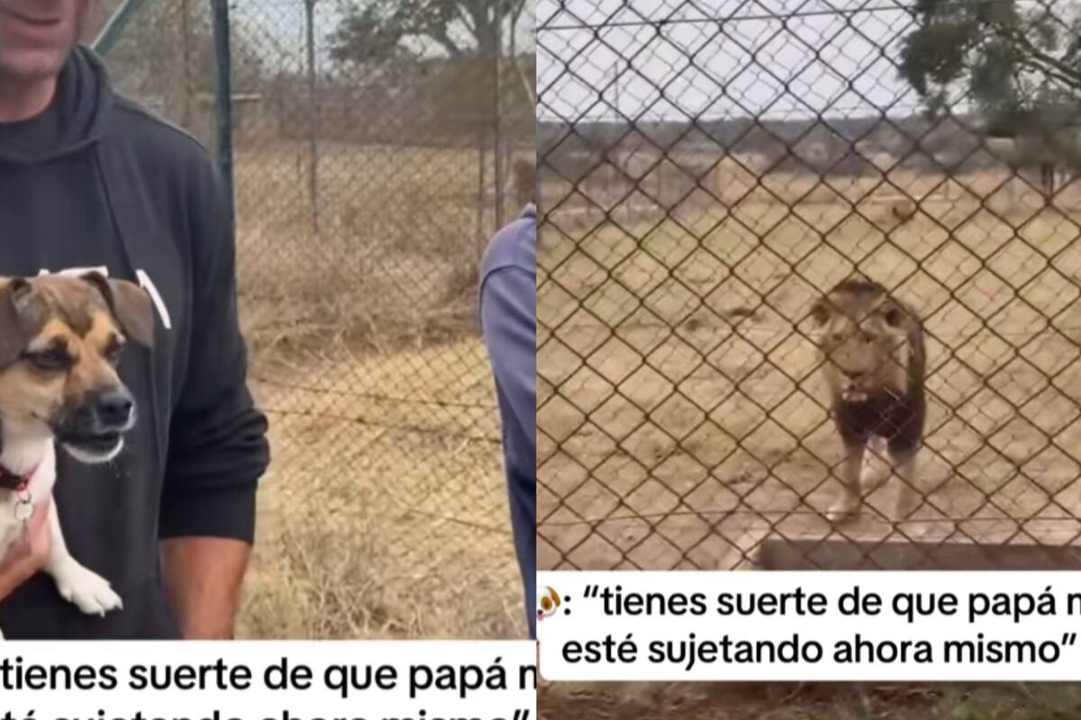 “Mejor sujétame”: Cachorro se pone a ladrarle a un león y se hace viral