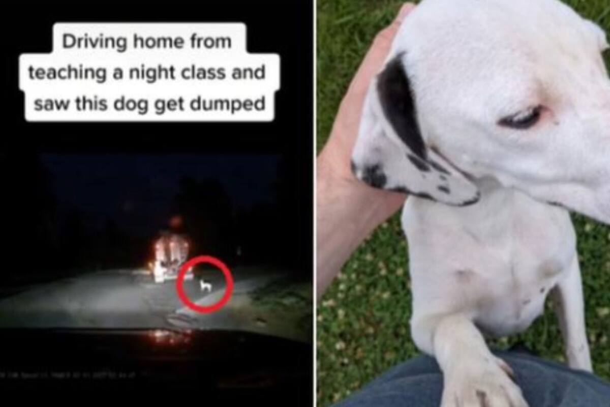 VIDEO: Hombre vio cómo una perrita era abandonada en la carretera y la adoptó