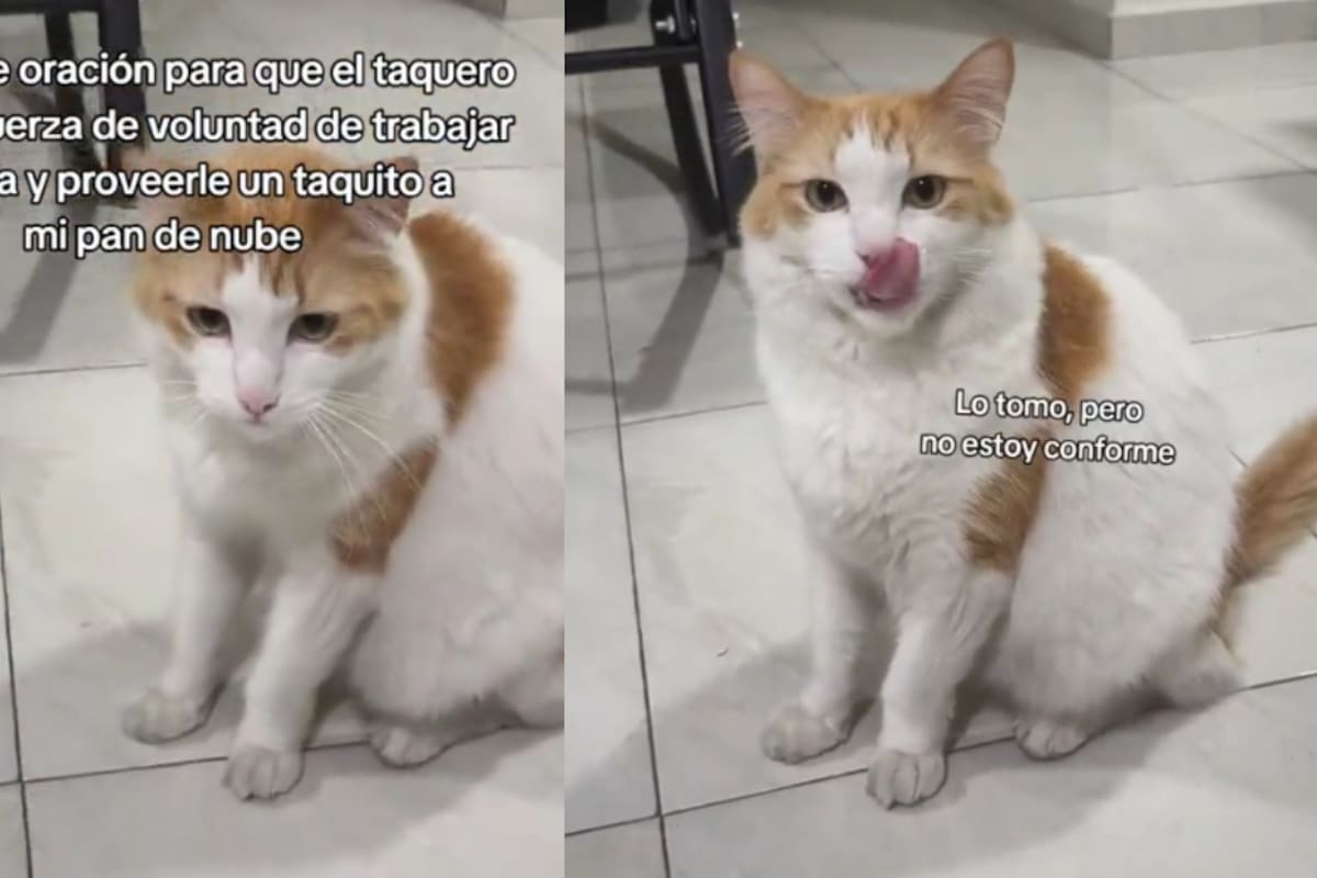 “¿En todo el mundo no había tacos o nada más ese señor vende?”: mujer indigna a todo TikTok por no conseguirle un taco de carnitas a su gato