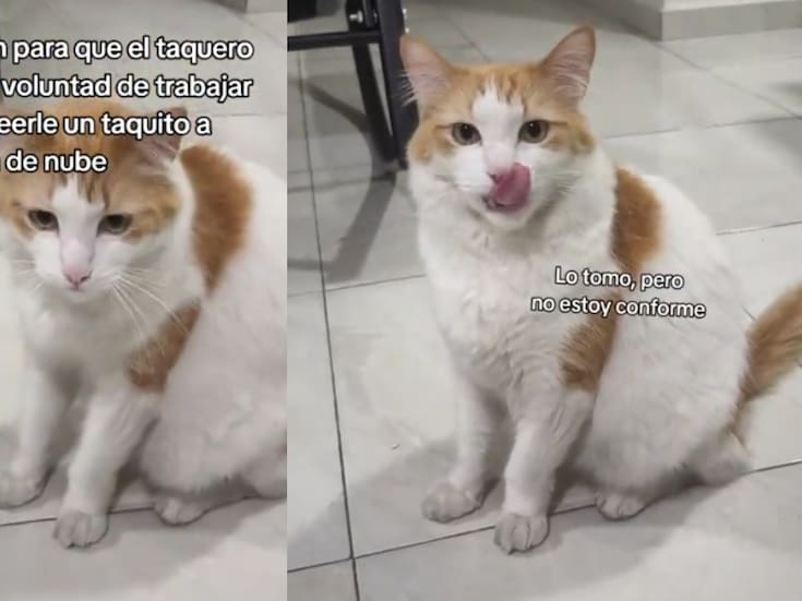 “¿En todo el mundo no había tacos o nada más ese señor vende?”: mujer indigna a todo TikTok por no conseguirle un taco de carnitas a su gato