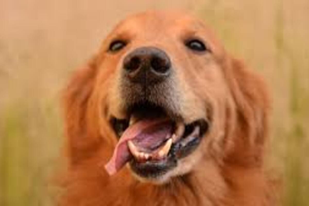 Tierno perrito protagonizó una escena de celos