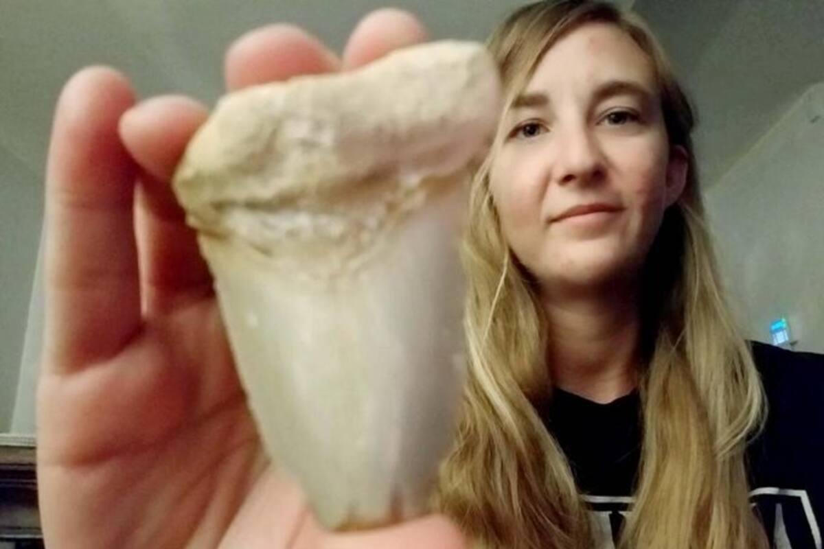 Encuentra un diente de un tiburón prehistórico