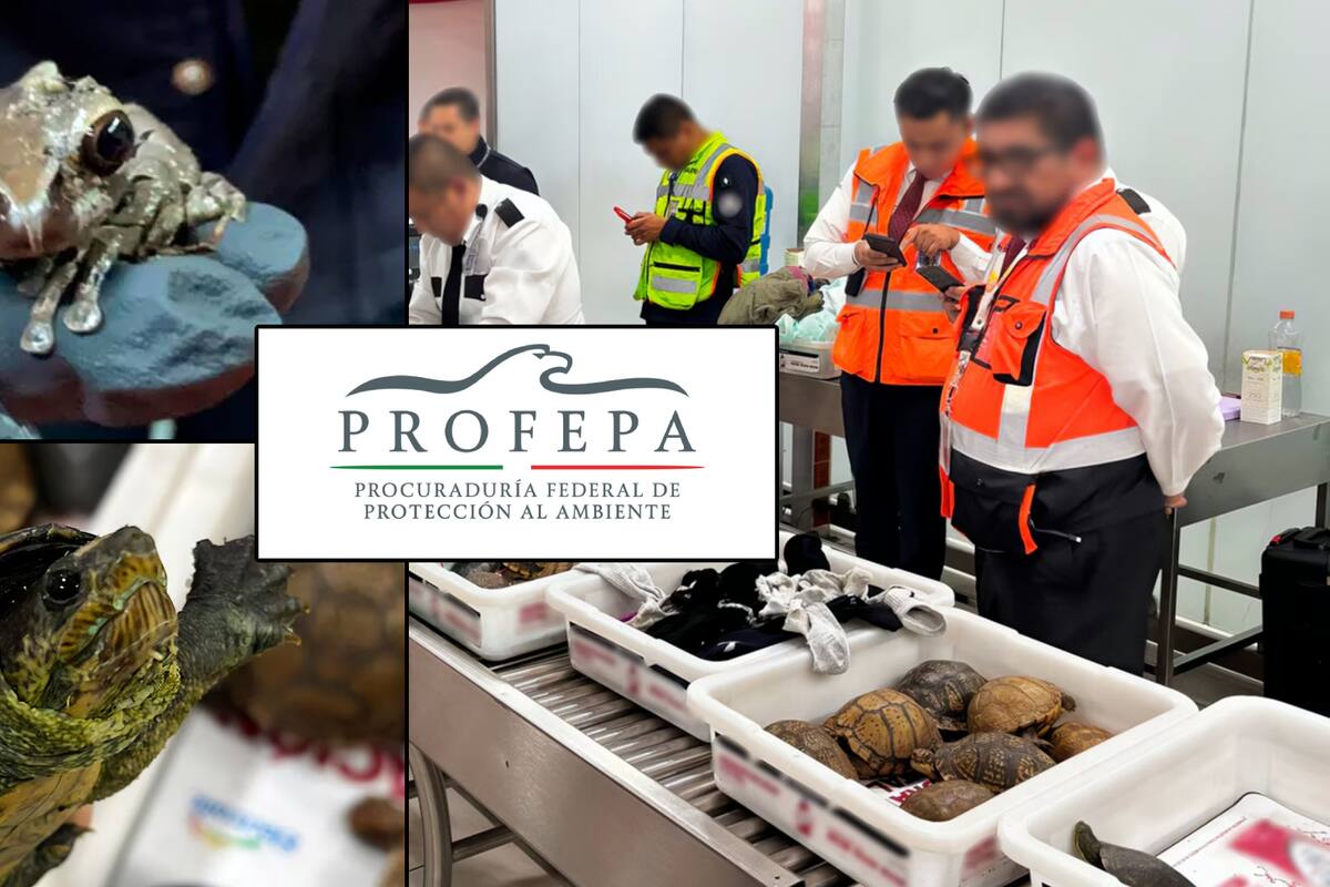 Intentan traficar del AICM a Japón 137 tortugas y ranas ocultas en maletas; Profepa aseguró los animales y presentará demanda