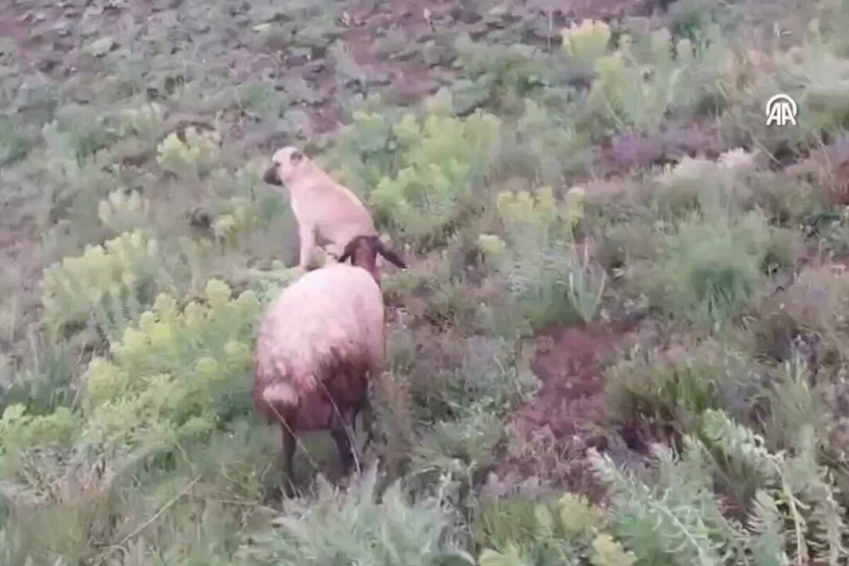 El emotivo rescate de King, el perro pastor que cuidó de una oveja y su cría