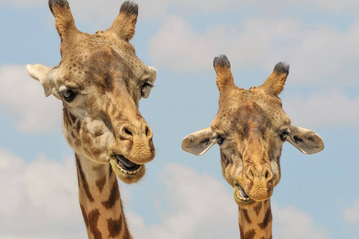 Zoológico en Ecuador cerró por coronavirus; pide donativos para alimentar animales