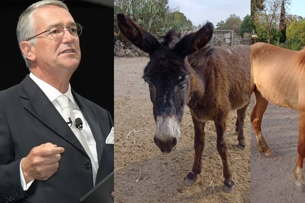 Ricardo Salinas Pliego pide encontrar a los animales robados en Burrolandia México: “No los vayan a querer poner de diputados”, bromea