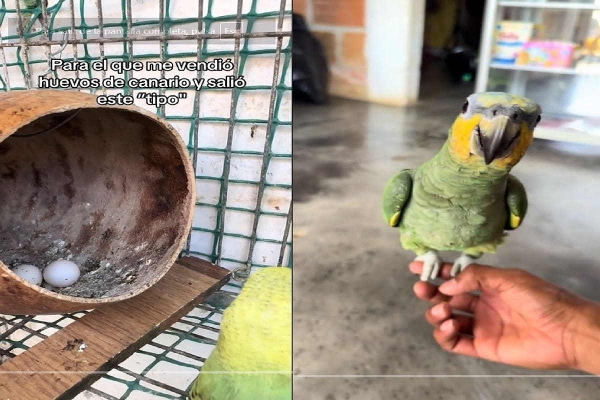 VIRAL: Compra huevos de canario y se lleva la sorpresa de un loro