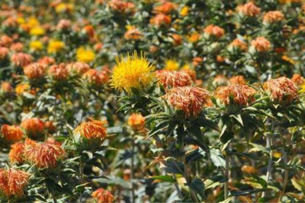 Inicia reconversión de cultivos para hacerle frente a sequía en Sonora