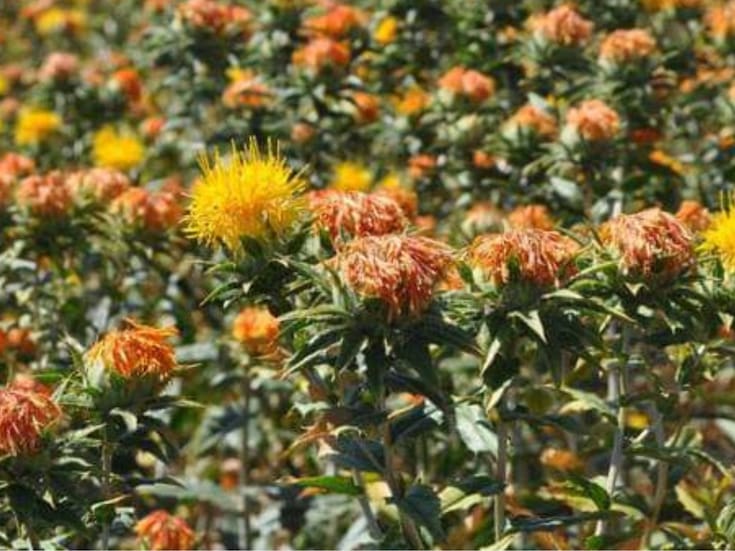 Inicia reconversión de cultivos para hacerle frente a sequía en Sonora