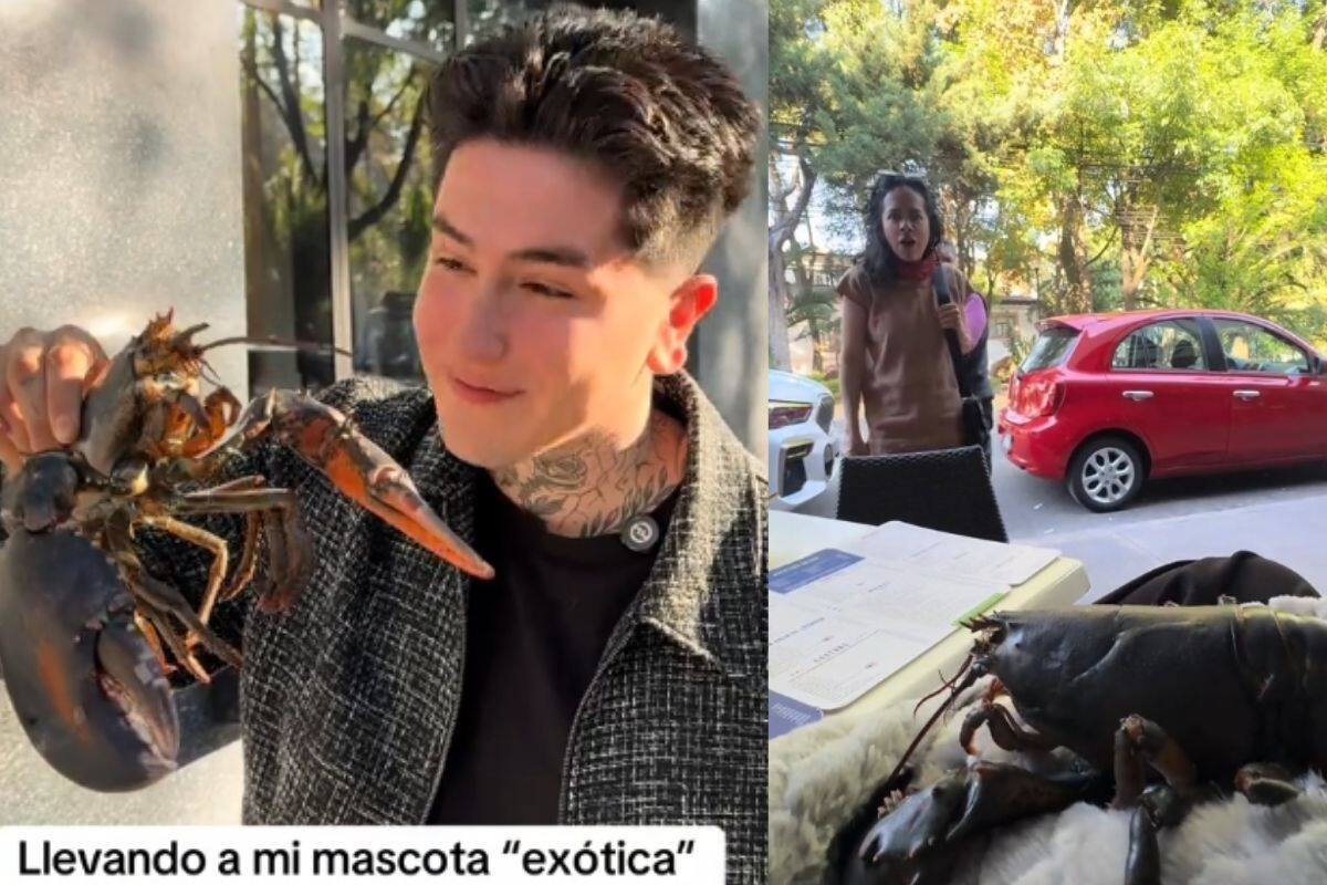 Influencer va a un restaurante “Pet Friendly” con un animal exótico: una langosta