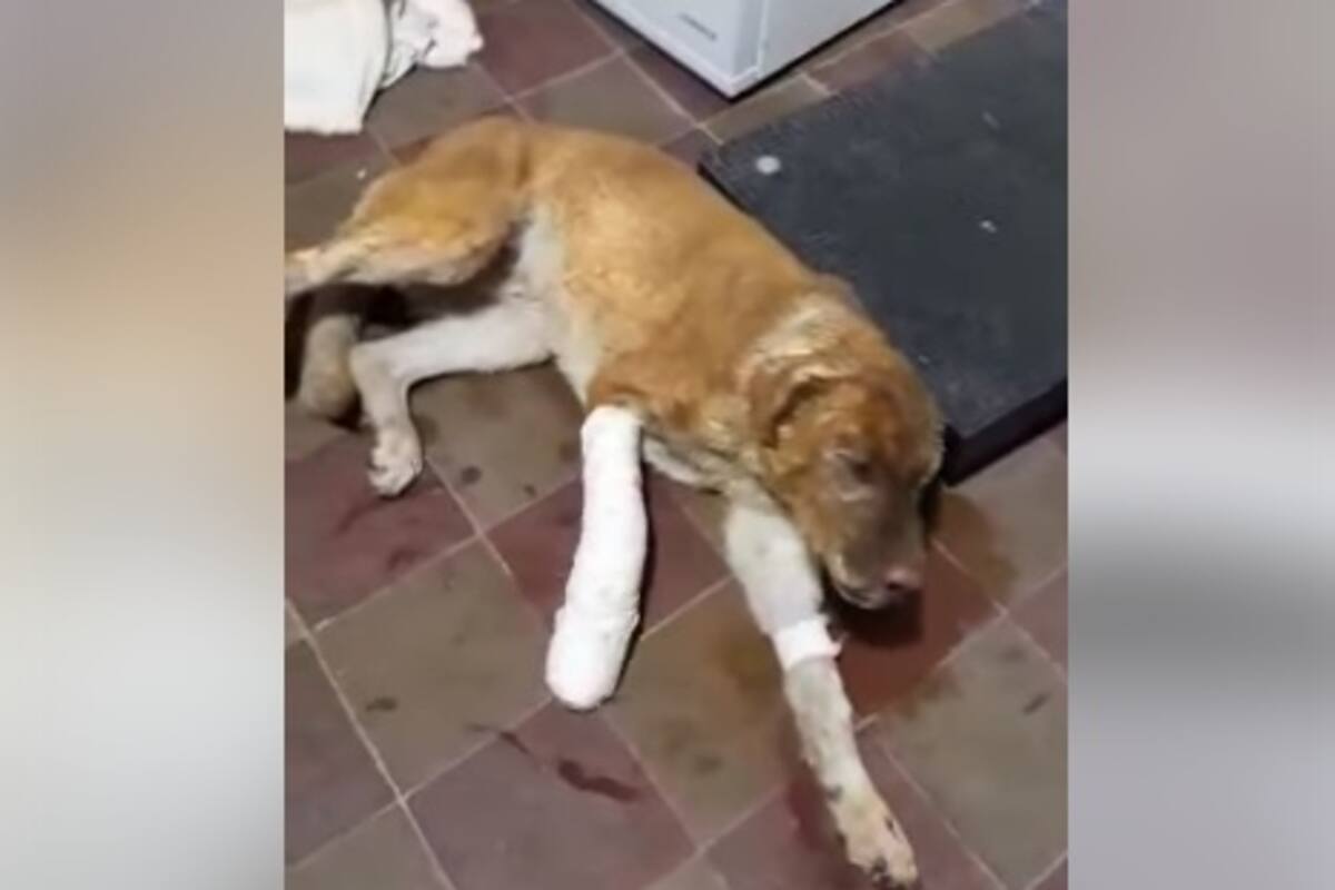 Micki, el perrito que salvó a toda una familia de morir en un incendio