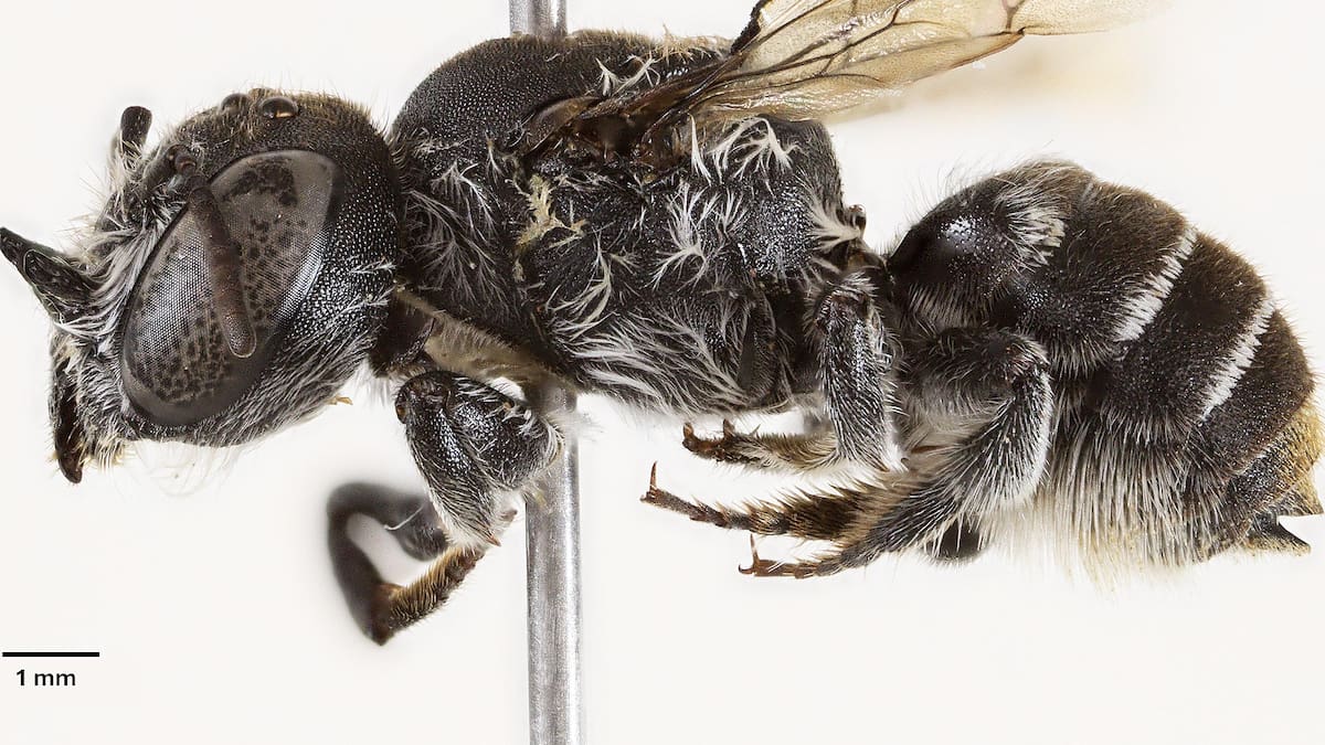 La Abeja ‘Lucifer’: ¿Demonio con cuernos o ángel guardián de una flor al borde de la extinción?
