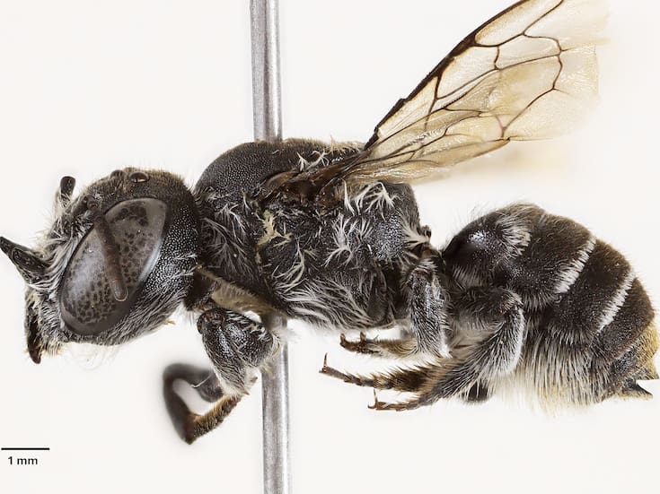 La Abeja ‘Lucifer’: ¿Demonio con cuernos o ángel guardián de una flor al borde de la extinción?