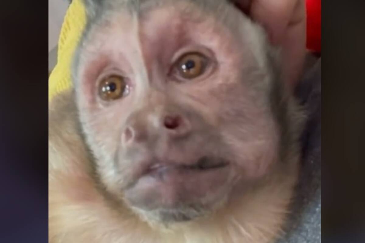 Muere “Georgie Boy”, el mono que saltó a la fama en TikTok