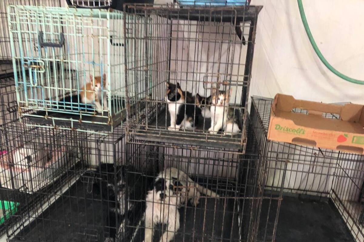 Multas por maltrato animal deben ser más severas