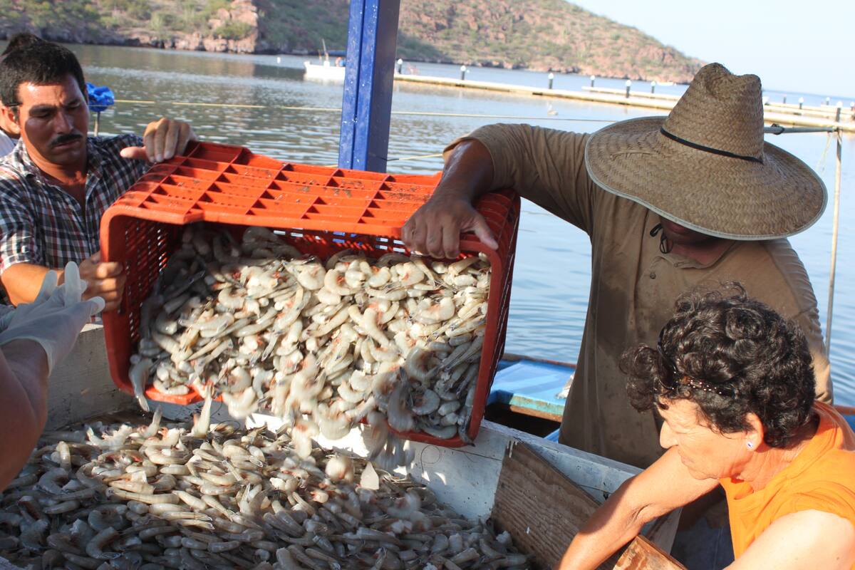 Mejoran capturas de camarón con mareas “vivas”