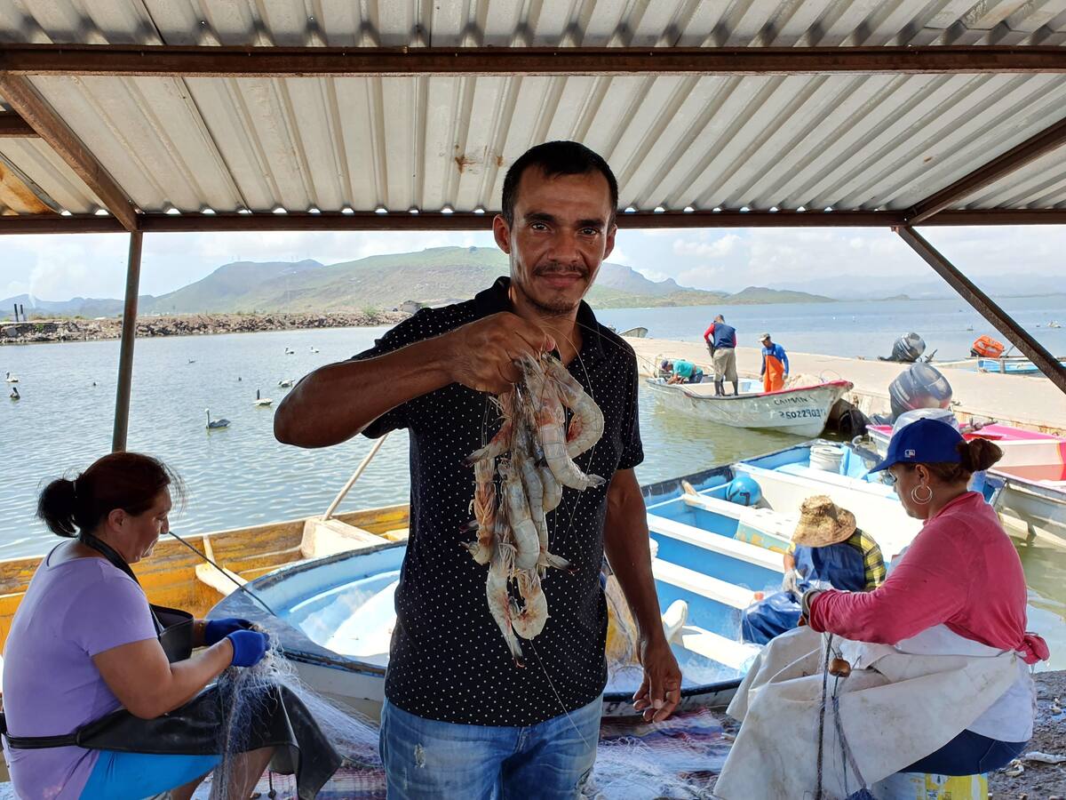 Veda de camarón a partir de este 6 de abril.