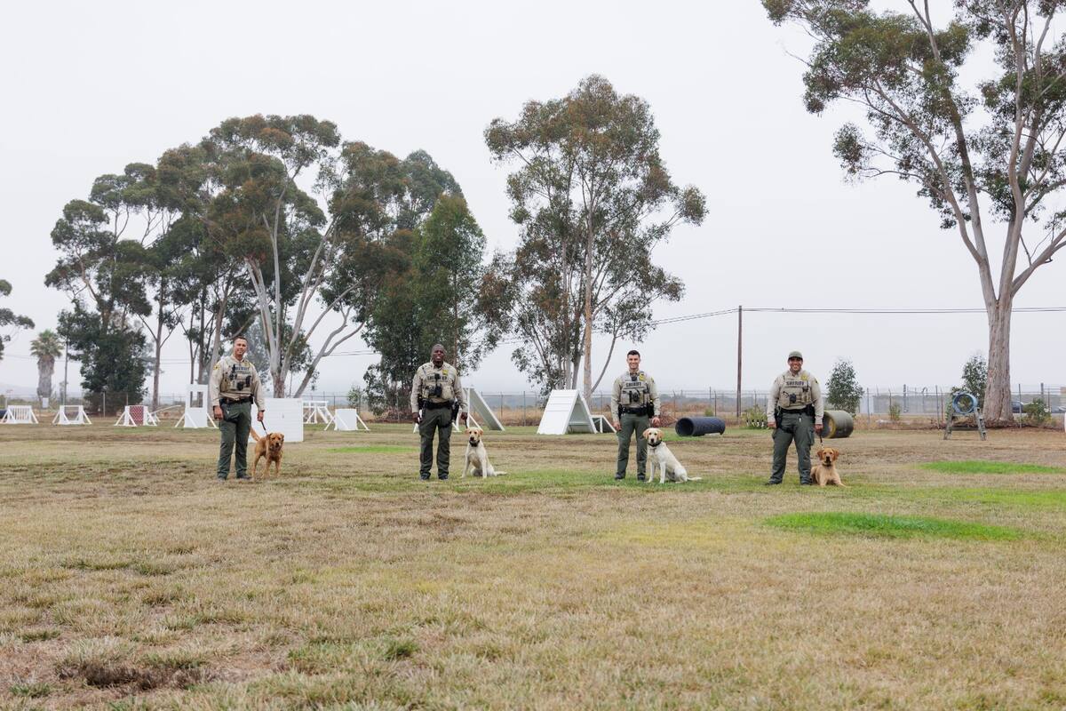 Suma a 4 elementos caninos Departamento del Alguacil en San Diego