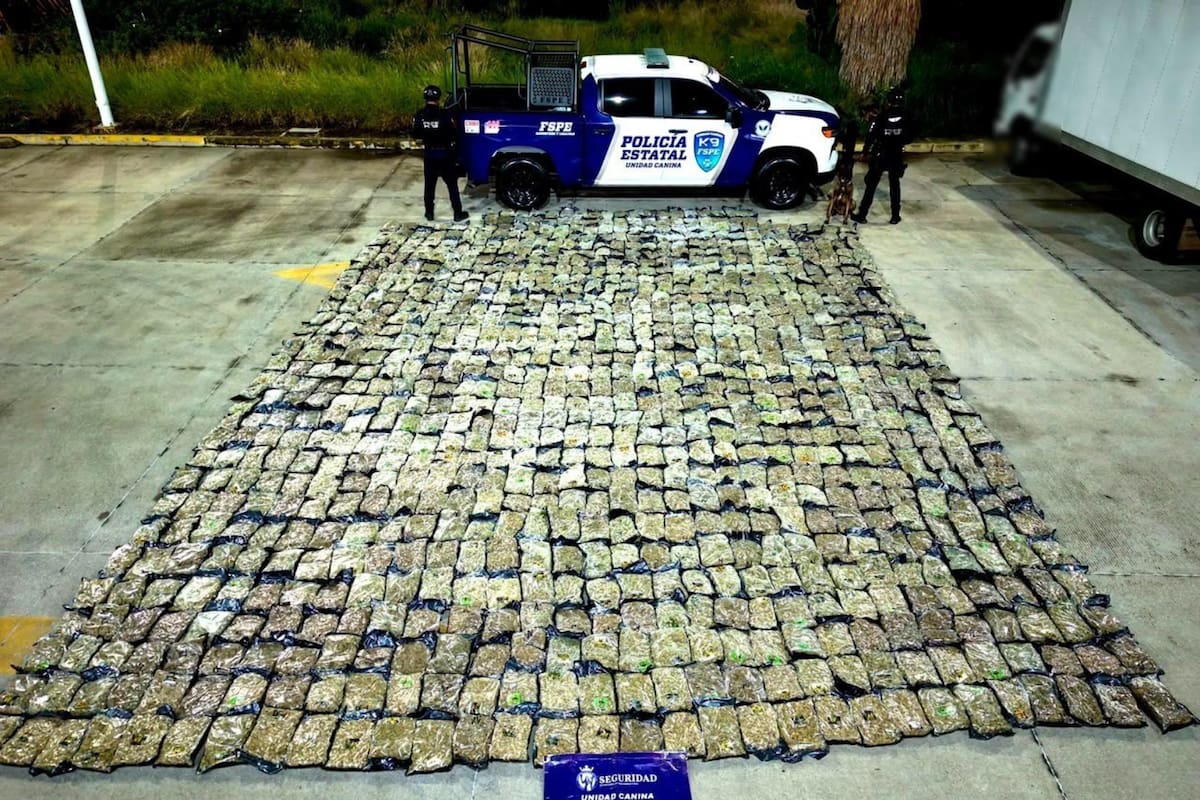 Aseguran 506 kilos de mariguana en una empresa de paquetería de León