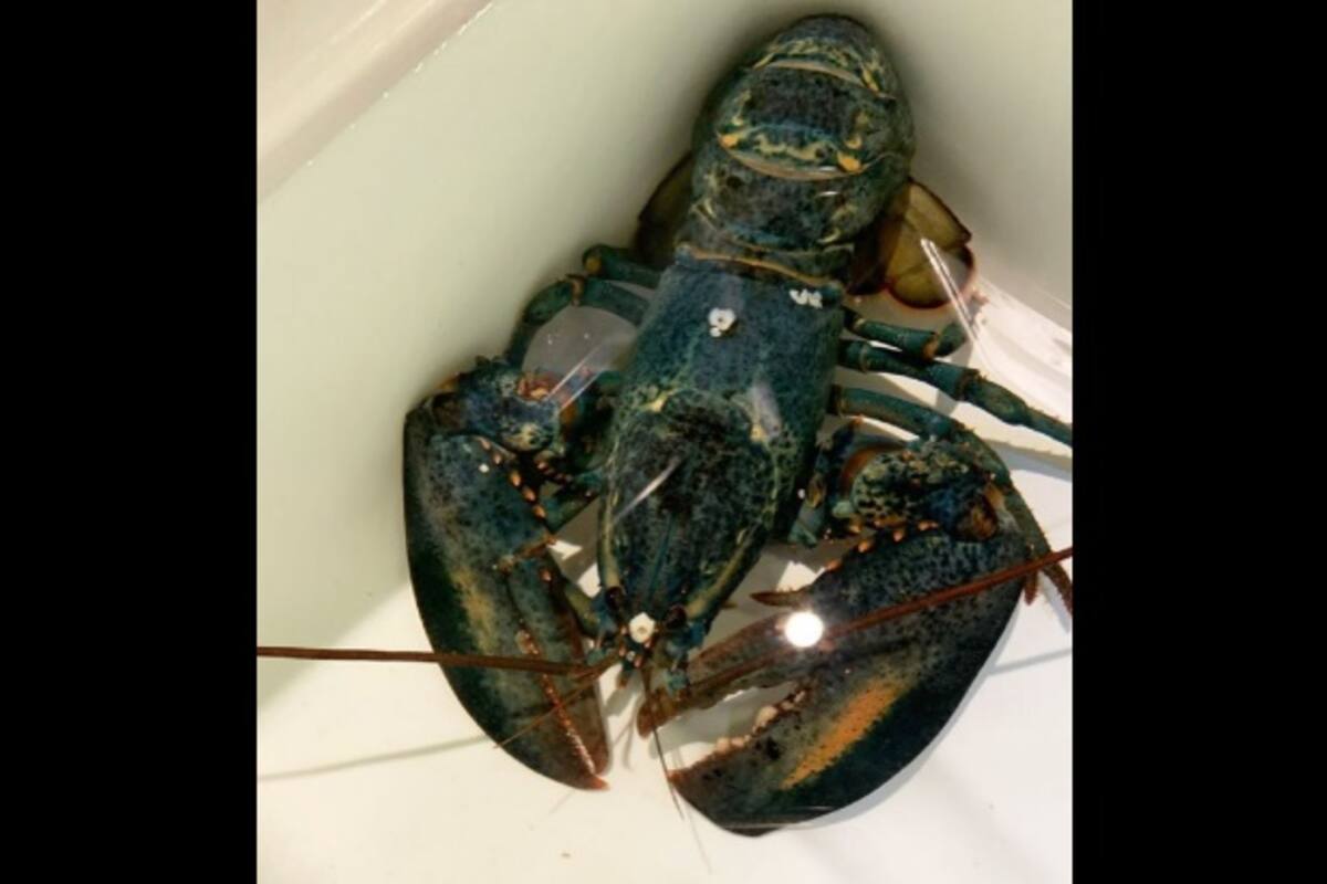 Salvan a langosta de cocinarla por su extraño color azul