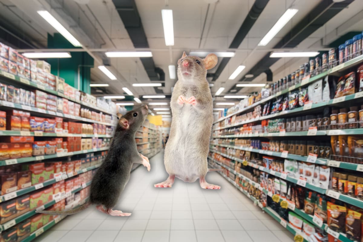 Cierran famoso supermercado por tener una invasión de ratas; autoridades detectan riesgo sanitario