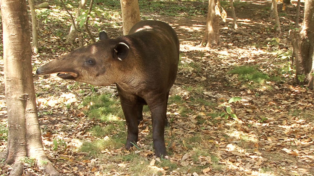 Tapir centroamericano. | Crédito: Conanp