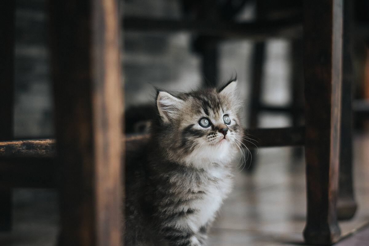 Detectan "caso aislado" de paciente que contagió a su gato de coronavirus en Bélgica