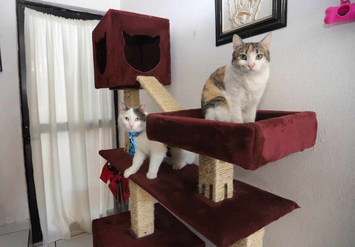 Violeta Garduño, Roberto Ocampo Portillo y el señor Eduardo Garduño Velázquez obtienen los recursos para rescatar gatos de la venta de los muebles que hacen en la carpintería.
