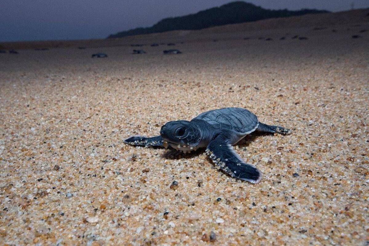 ¿Cómo es el caparazón de una tortuga por dentro?