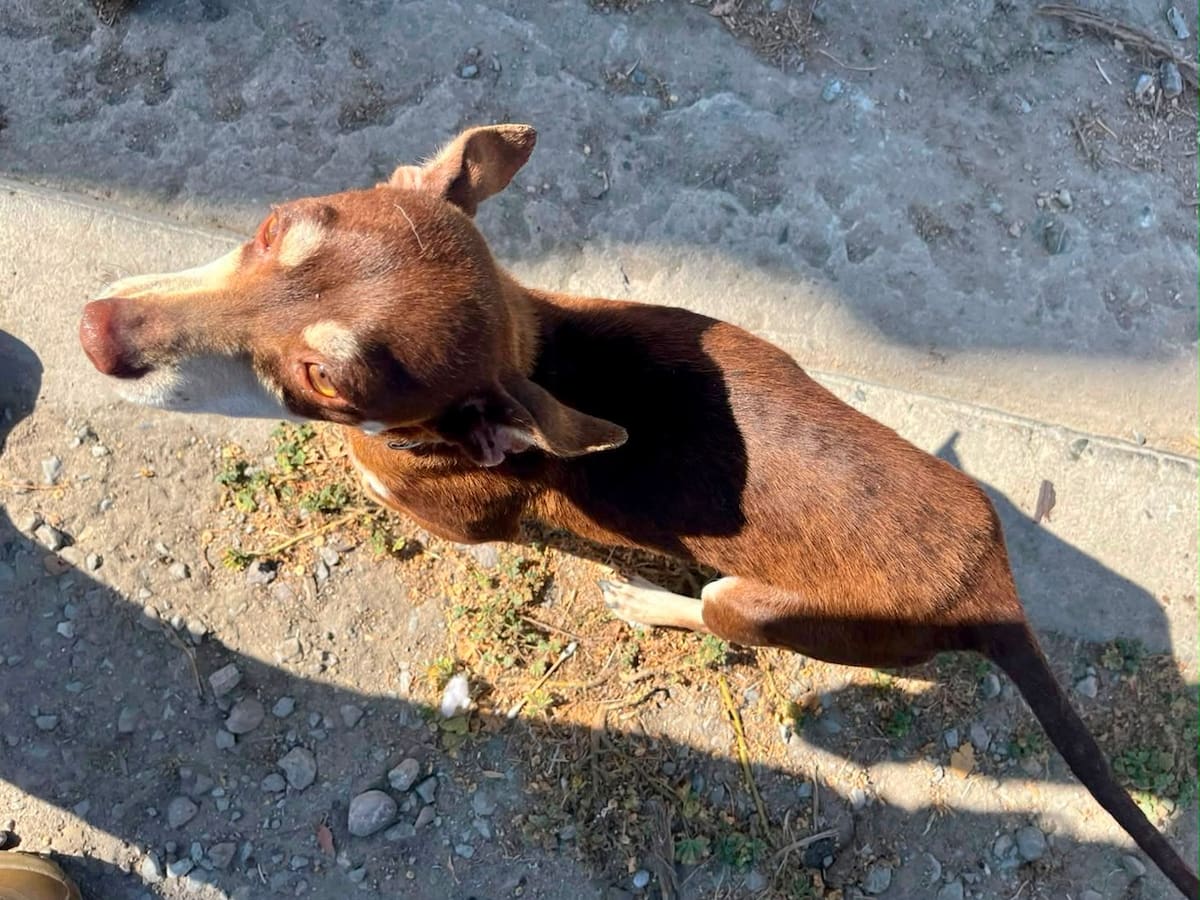 Los animales presentaban desnutrición, ectoparásitos y erliquiosis. Dos fueron enviados a Control Animal y los otros quedaron bajo resguardo en un refugio. Foto: Cortesía.