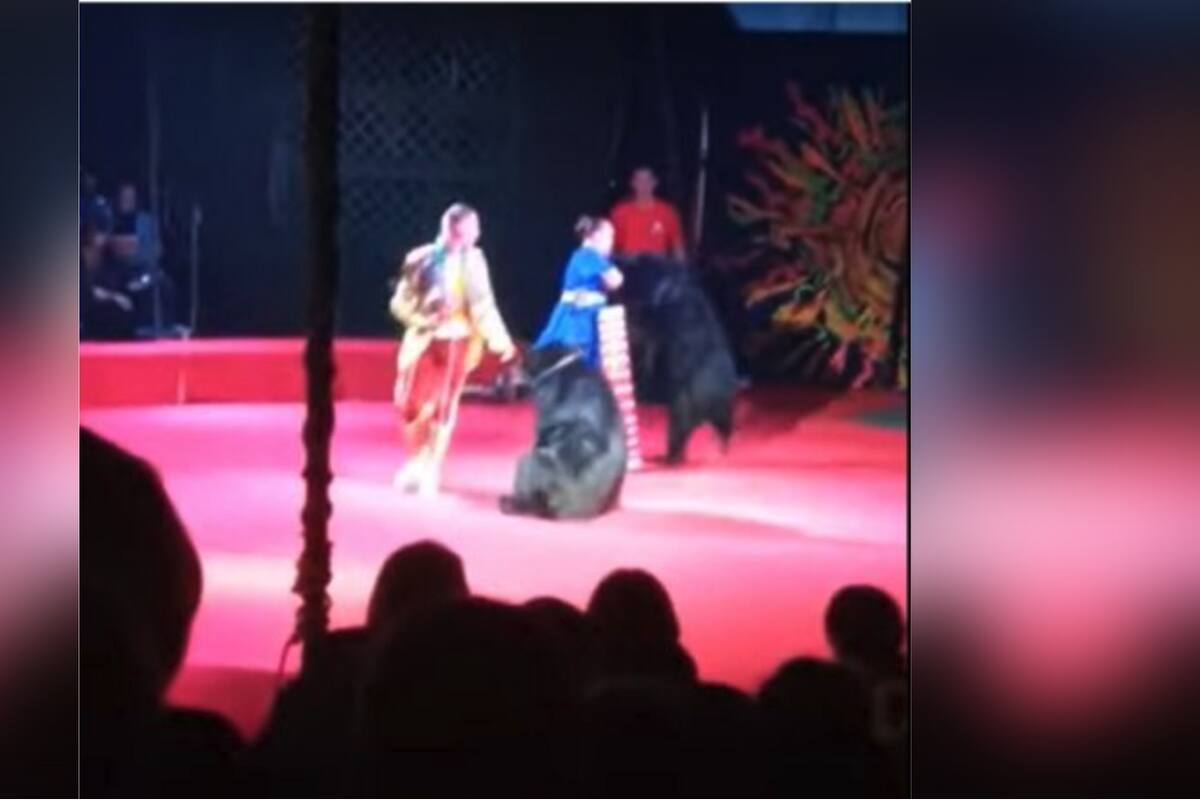 VIDEO: Ataque de oso durante función de circo ruso
