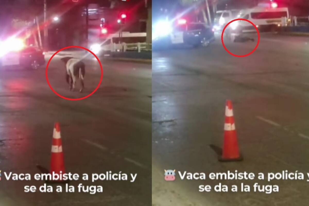 “Insolito”: vaca embiste patrulla en plena noche y se vuelve viral