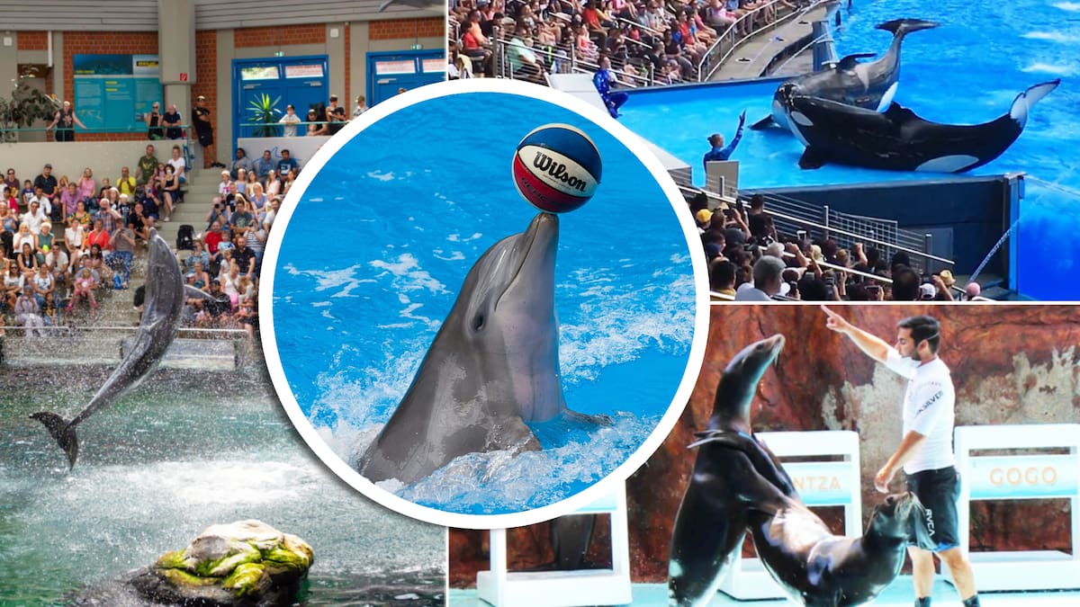 Senado avala nueva ley que prohibiría el uso de delfines, orcas, lobos marinos y otros animales en espectáculos; falta aprobación de Diputados