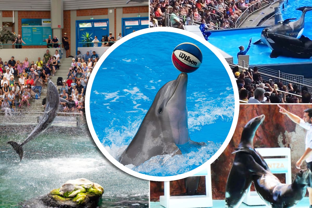 Senado avala nueva ley que prohibiría el uso de delfines, orcas, lobos marinos y otros animales en espectáculos; falta aprobación de Diputados