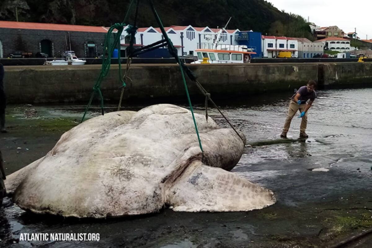 Descubren pez luna 'majestuoso' de 3 toneladas, establecen un nuevo récord