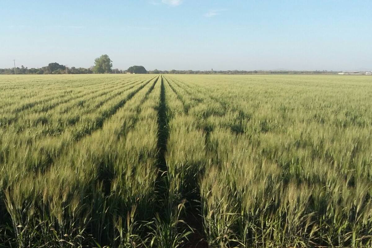 Sembrarán menos trigo este ciclo en el Valle del Mayo