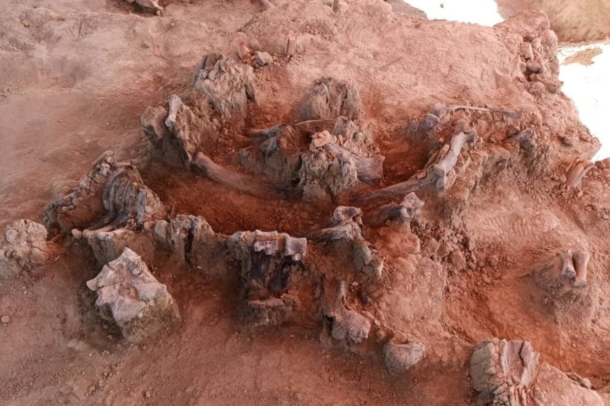Hallan en NAIM Santa Lucía más restos paleontológicos