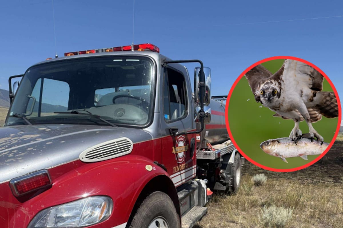 Águila intenta ser chef: Deja caer pez sobre líneas eléctricas y provoca incendio en Canadá