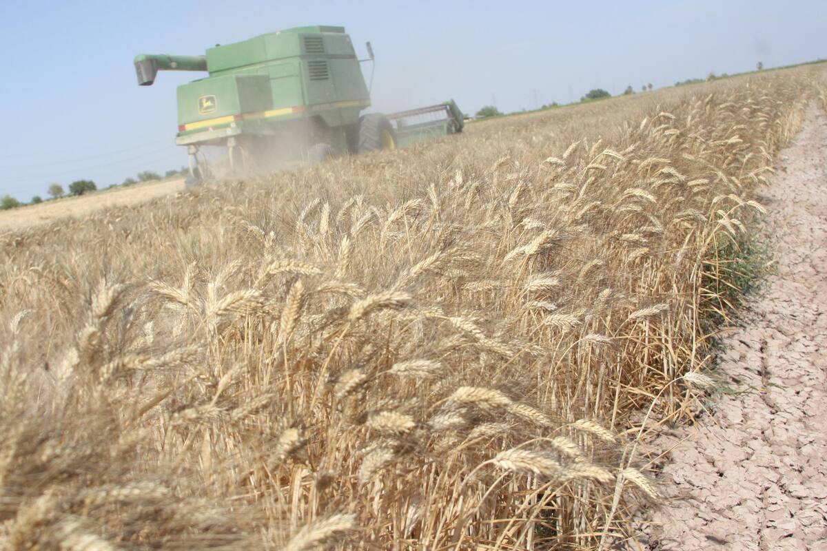 Acuerdan trigueros e industriales 385 dólares por tonelada de trigo